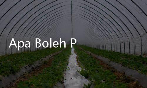 Apa Boleh Penumpang Bawa Makanan Sendiri Saat Naik Pesawat?