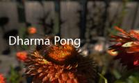 Dharma Pongrekun