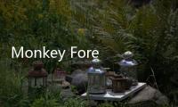 Monkey Forest Ubud Tutup Sementara Usai Pohon Tumbang Tewaskan 2 Turis